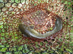 ナマズの釣果