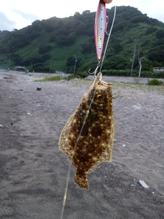 ソゲの釣果