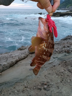キジハタの釣果