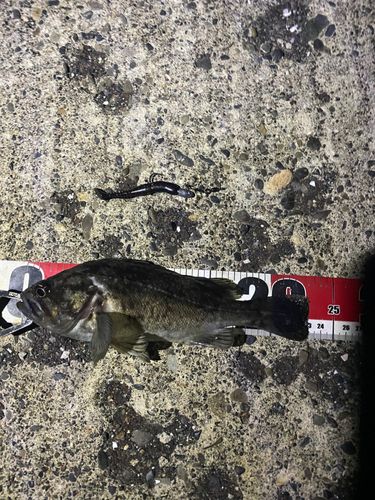 クロソイの釣果