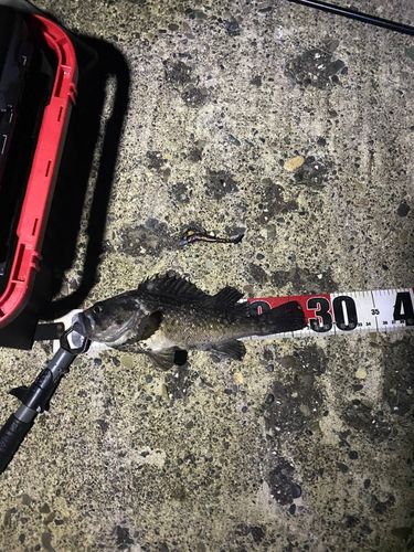 クロソイの釣果