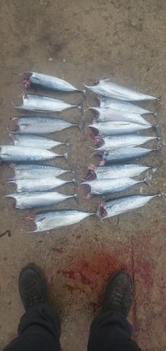 ソウダガツオの釣果