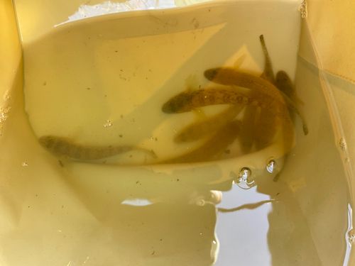 マハゼの釣果