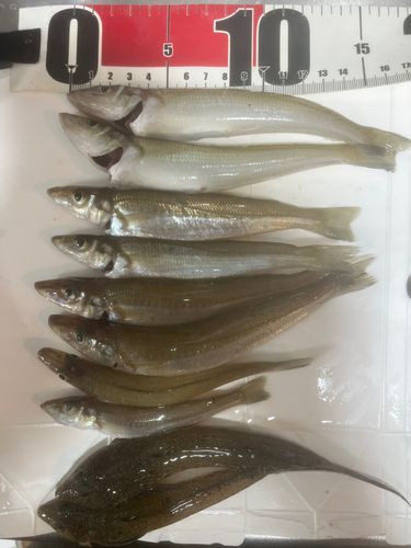 キスの釣果