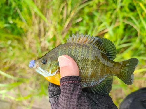 ブルーギルの釣果