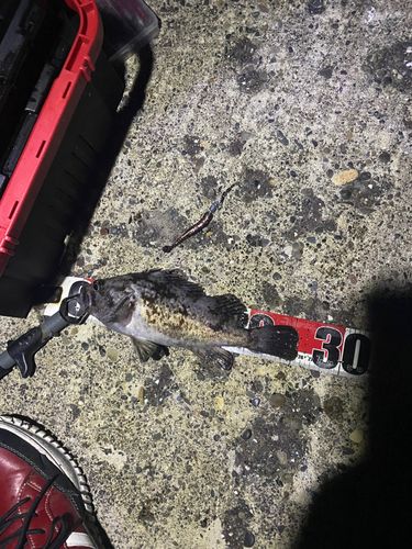 クロソイの釣果
