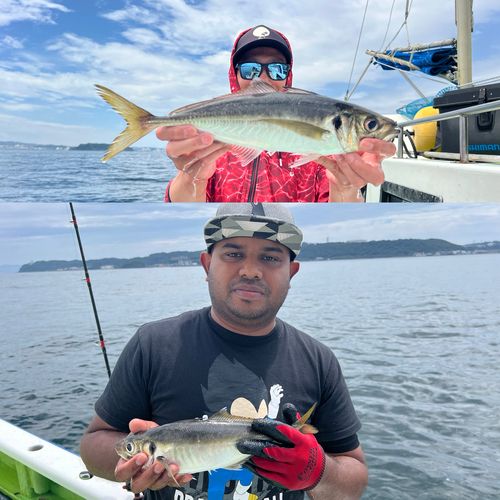 マアジの釣果