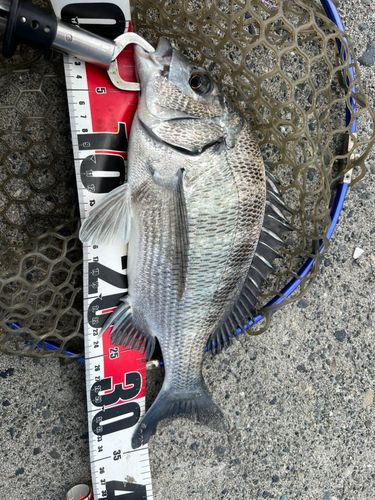 チヌの釣果