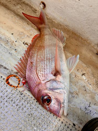 マダイの釣果