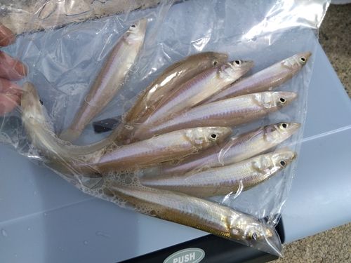 キスの釣果