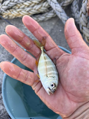 メッキの釣果