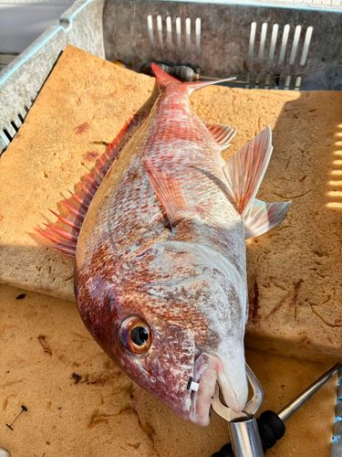 マダイの釣果