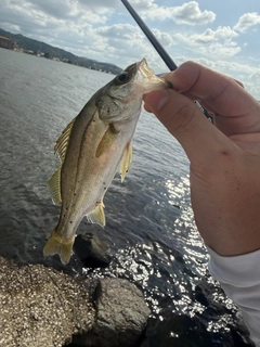 セイゴ（マルスズキ）の釣果