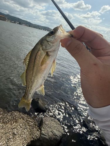 セイゴ（マルスズキ）の釣果
