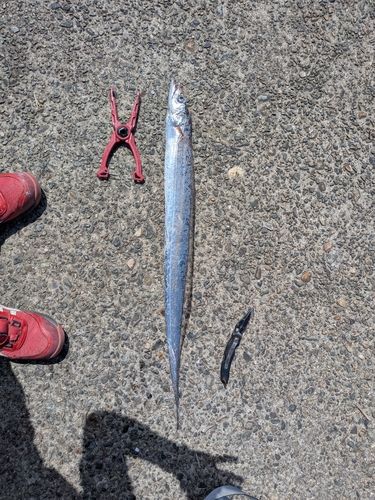 タチウオの釣果