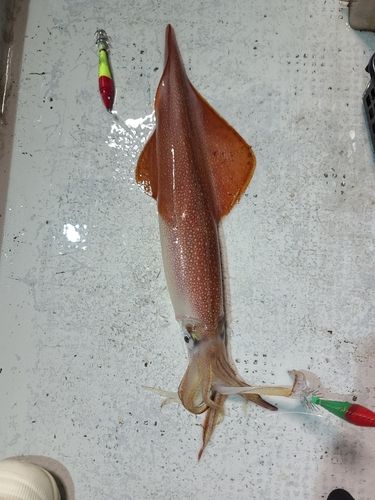 ケンサキイカの釣果