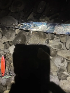 タチウオの釣果