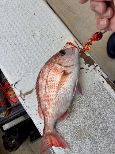 マダイの釣果