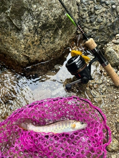 カワサバの釣果