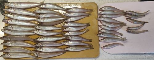 シロギスの釣果