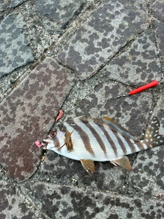 タカノハダイの釣果