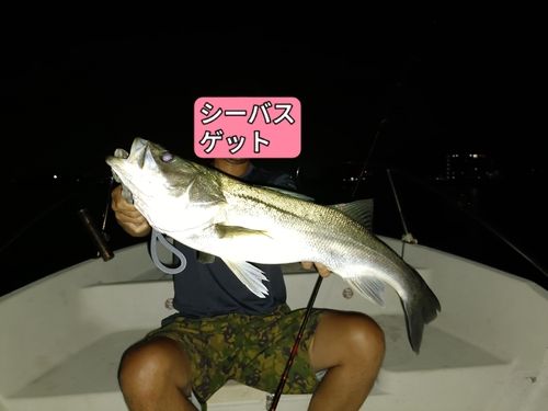 シーバスの釣果