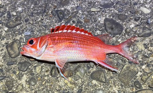 テリエビスの釣果