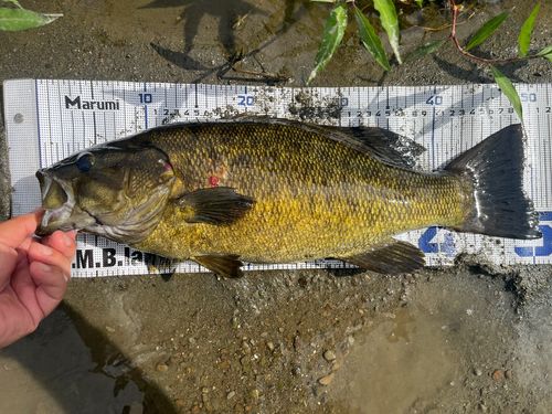 スモールマウスバスの釣果