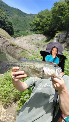 ラージマウスバスの釣果