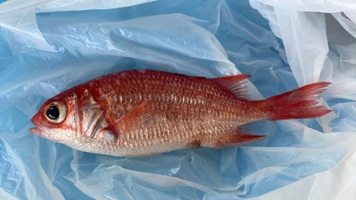 アカムツの釣果