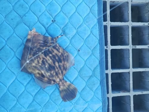 カワハギの釣果
