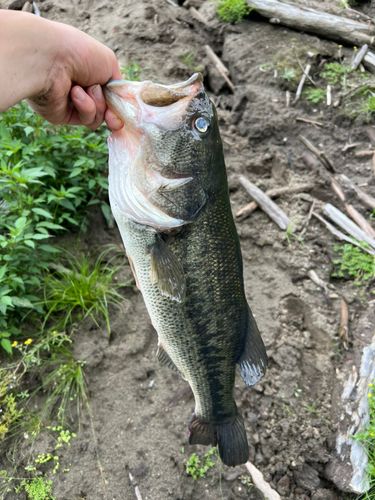 ラージマウスバスの釣果