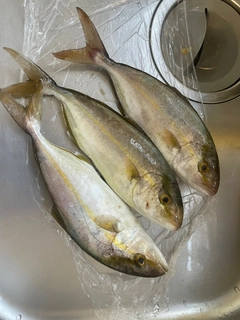 ネリゴの釣果