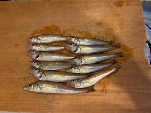 キスの釣果