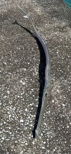 ヤガラの釣果