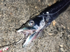 タチウオの釣果