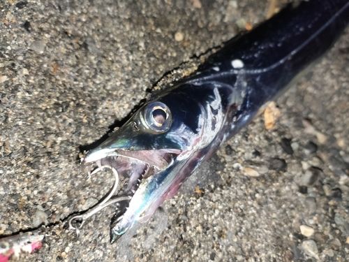 タチウオの釣果