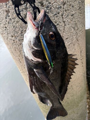 クロダイの釣果