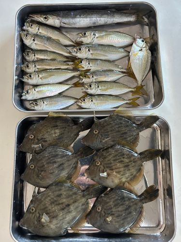 カワハギの釣果