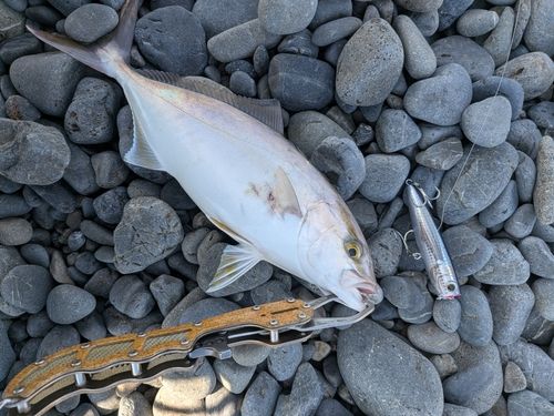 ショゴの釣果