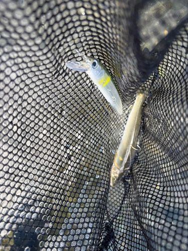 アユの釣果