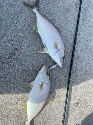 ネリゴの釣果