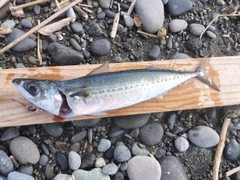 サバの釣果