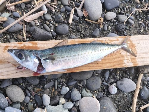 サバの釣果