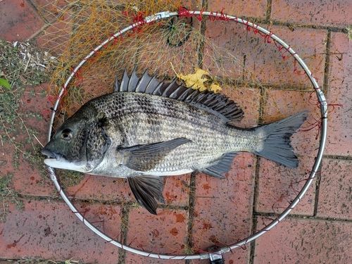 チヌの釣果