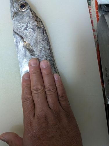 タチウオの釣果