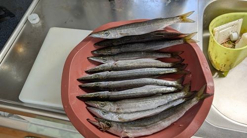 カマスの釣果