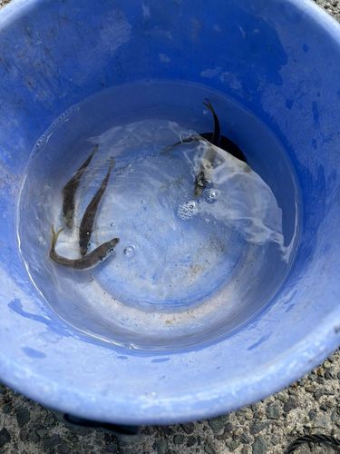 マアジの釣果