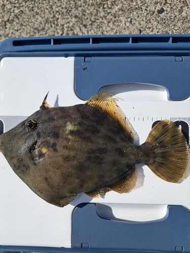 カワハギの釣果