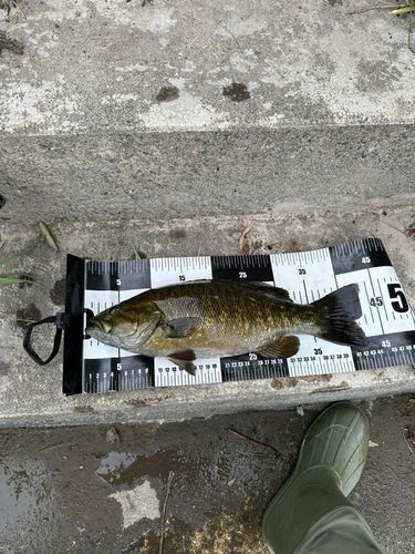 スモールマウスバスの釣果